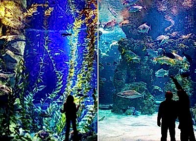 Antalya Akvaryum Turu